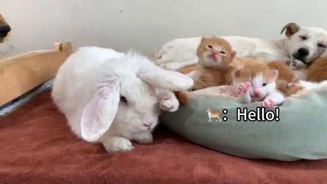 Два щенка, выращенных кошкой, охраняют ее котят (2025 год)