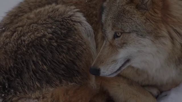 Женщина помогла РАЗРОДИТЬСЯ дикой ВОЛЧИЦЕ, а спустя пол года та ОТПЛАТИЛА добром