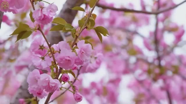 Отличная расслабляющая музыка для сердца и сосудов 🌿 Музыка лечит душу, снимает стресс #8