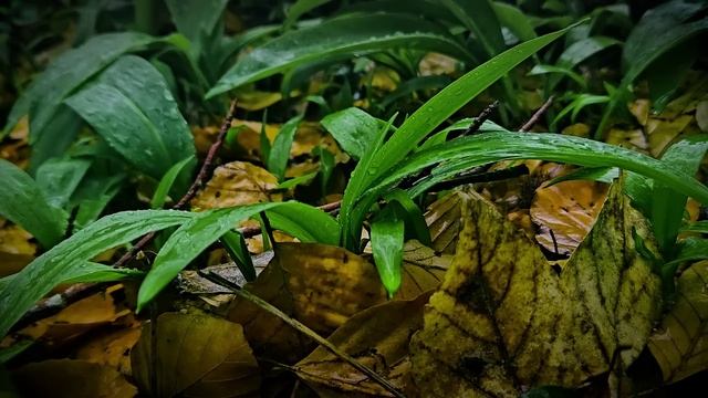 🌧 Освежающий дождь