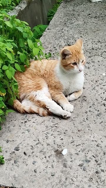 КОТИК КОТОРЫЙ ЧУТЬ-ЧУТЬ ПОХОЖ НА СИМБОЧКУ