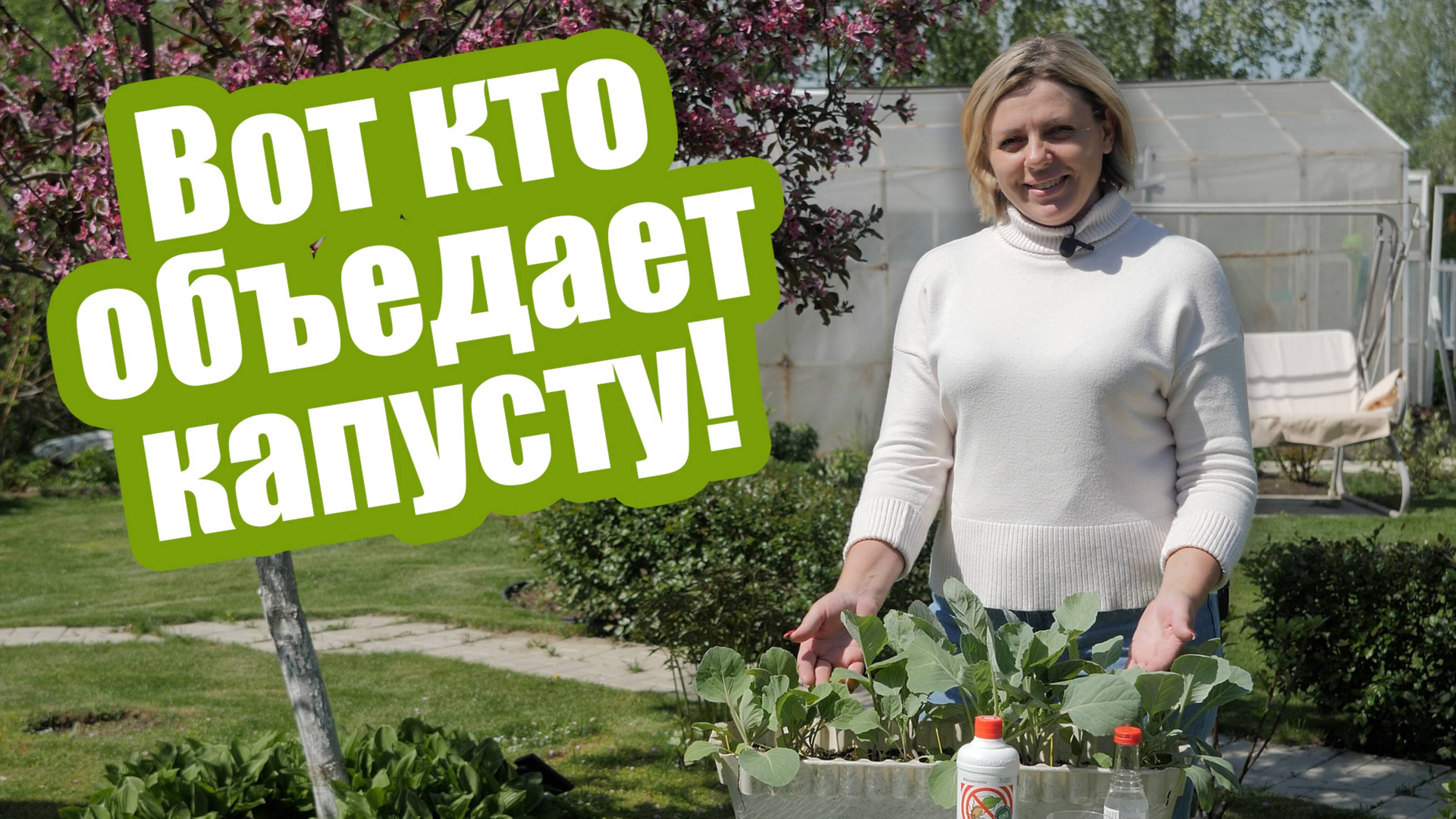Вредители капусты в открытом грунте: надежные методы борьбы
