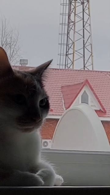 Скорость ауры