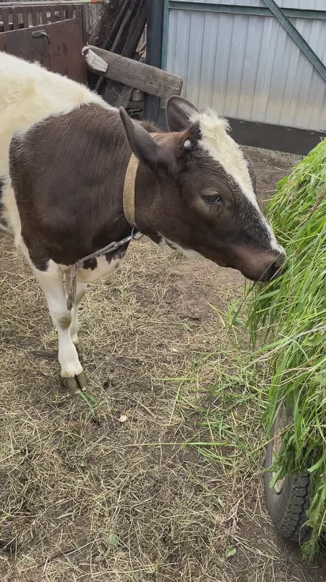Ням ням)