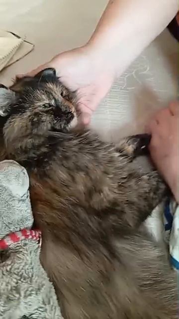 Мелисса нашла свою семью