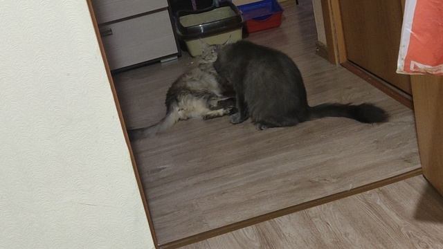 Играются