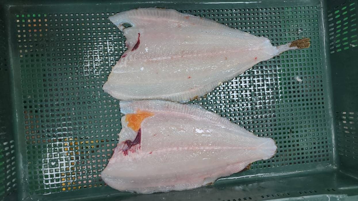 Филетировочная машина по камбале CHVF (пр-во Ю.Корея), (ООО "Владфризинг")