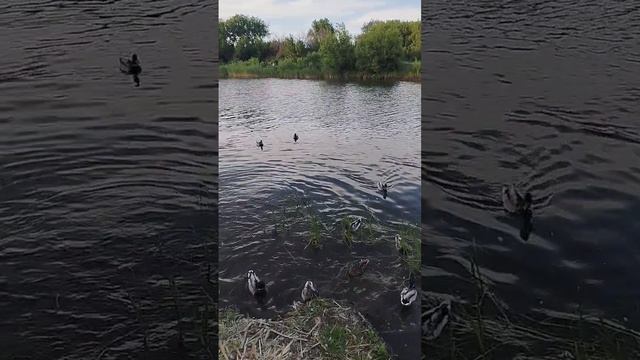 дикие гуси