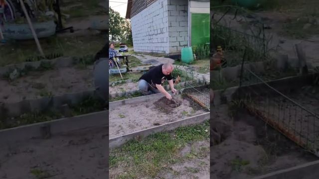 Вечер, огород, чай, природа, сажаем кабачки🤗
