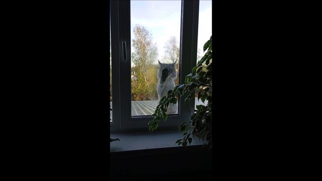 Кот. Кос.