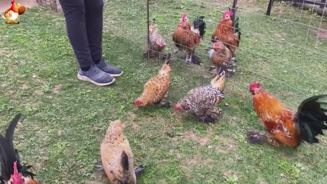 Идеальное птицеводство достойно восхищения 🐓🦆🦢🦚🦃🐔 эпизод (233)