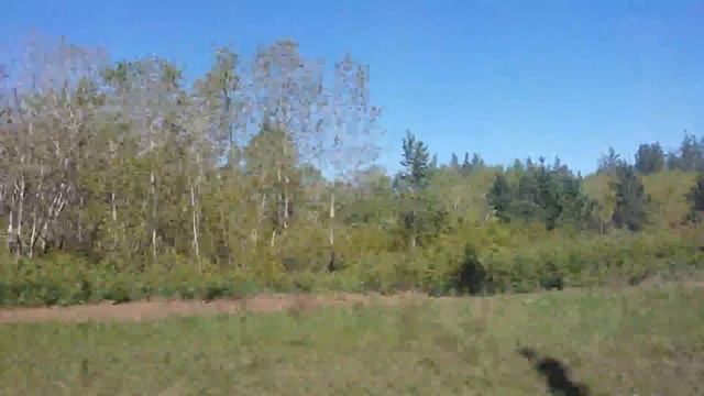 Бузулукский бор за окном поезда Адлер-Челябинск