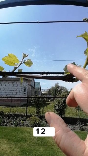 Почему нет урожая у винограда? Как обнаружить клеща?