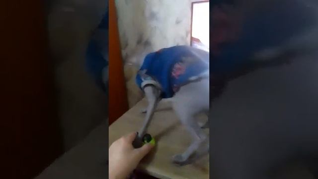 Сегодня кот Ферхат кайфует../Today the cat Ferhat is having a blast..❤️ #cat #animals #sphynx