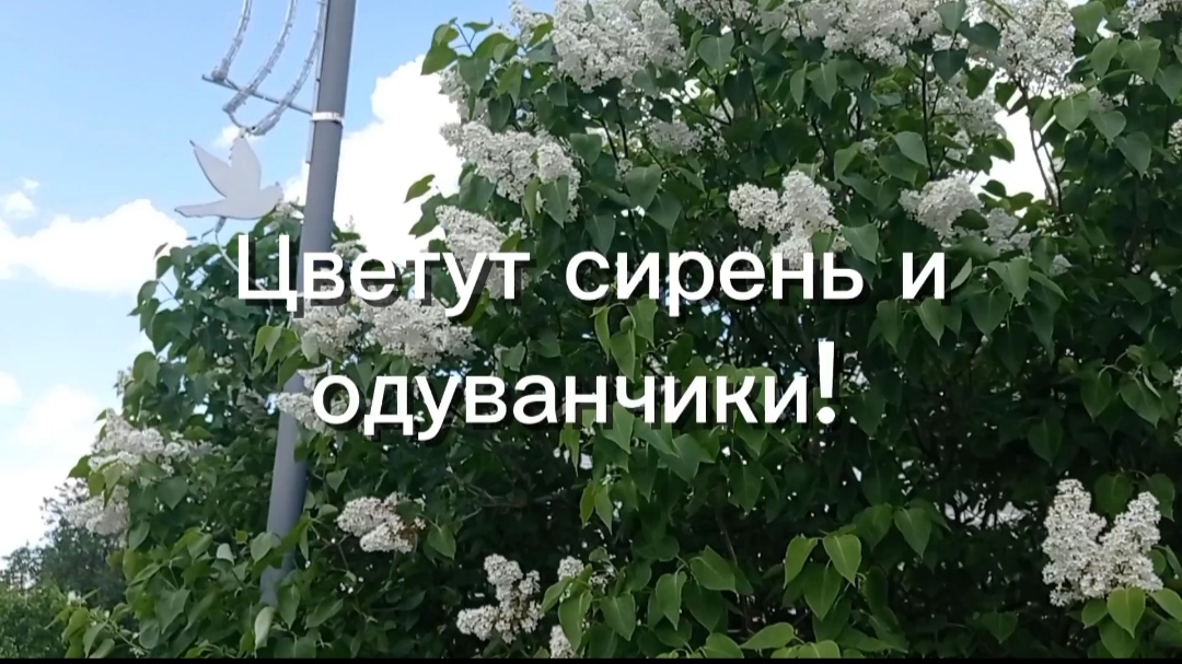 26-05-2025 Сирень и одуванчики цветут. Май 2025г.