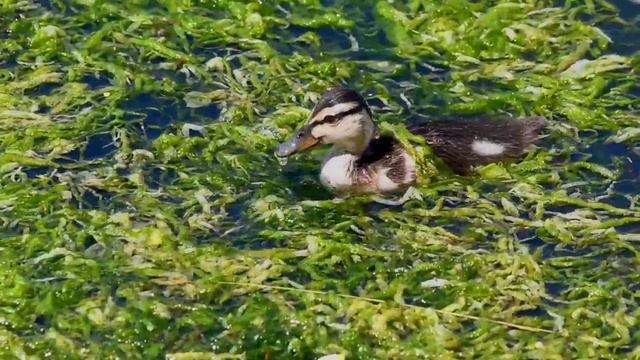 Утята на завтраке