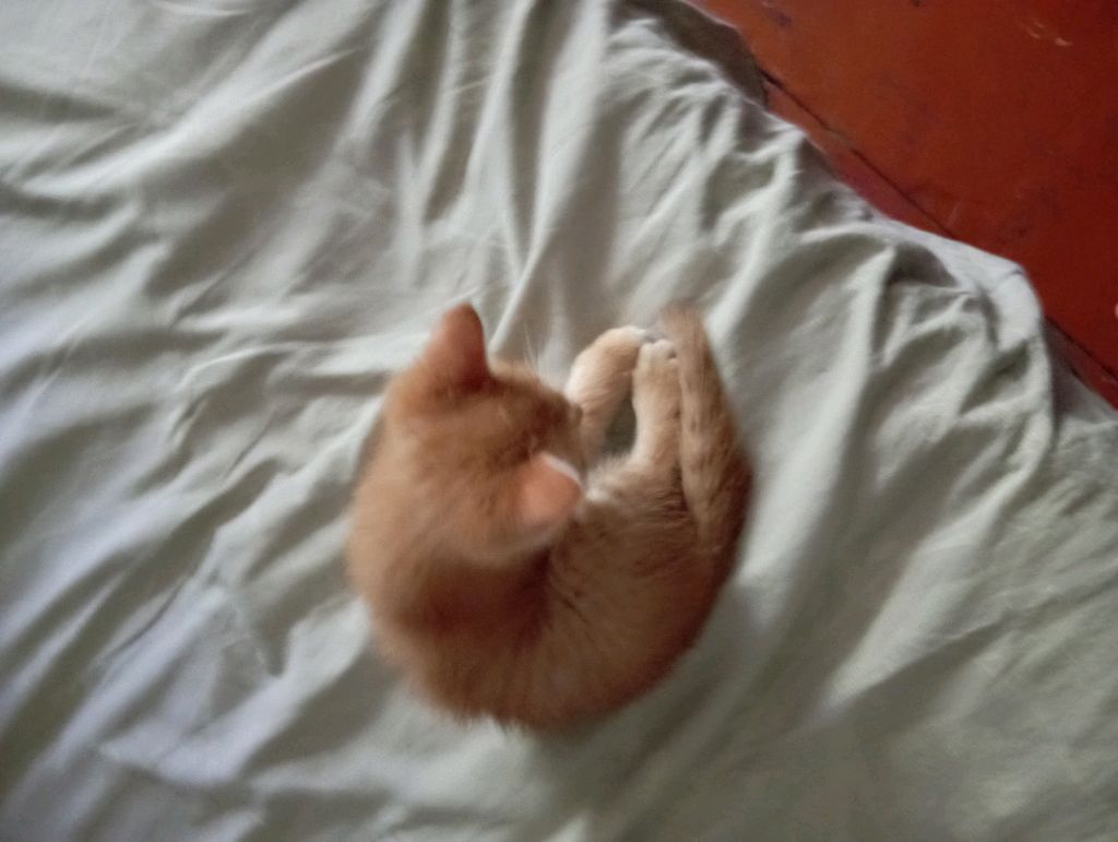 котёнок