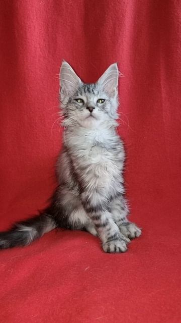 Я кошечка ,мур мур