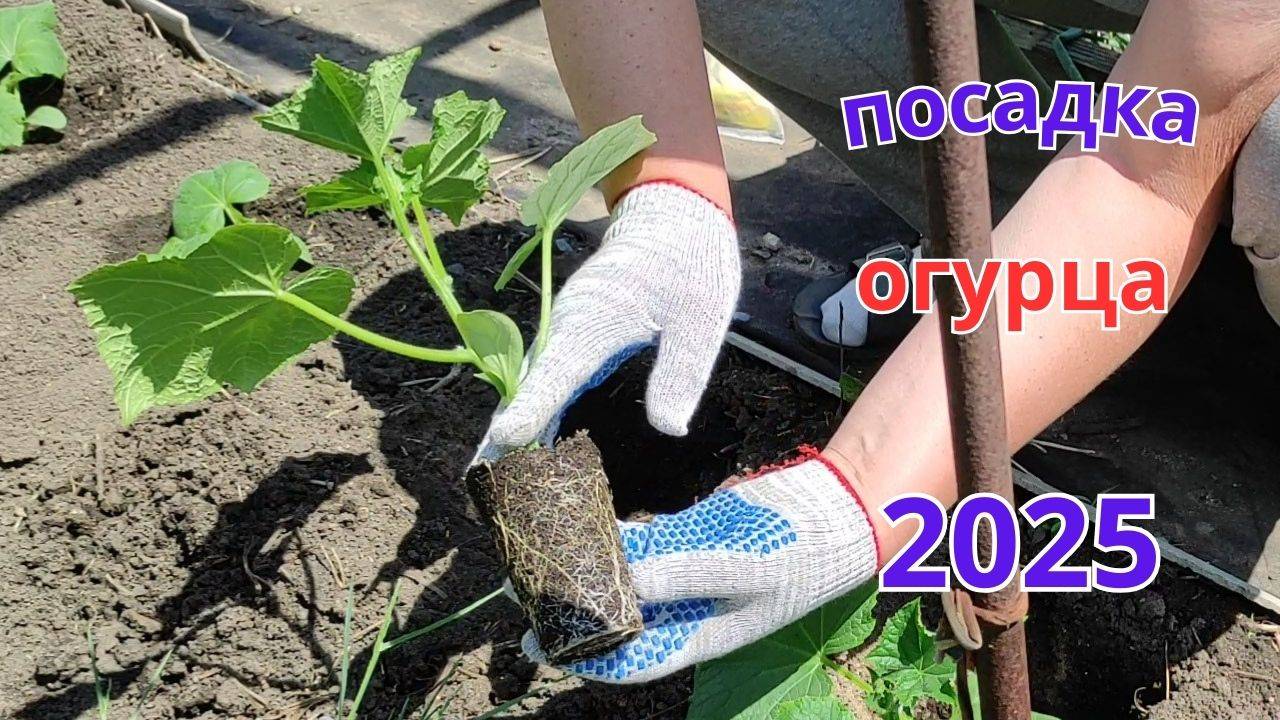Посадка рассады огурца в грунт.