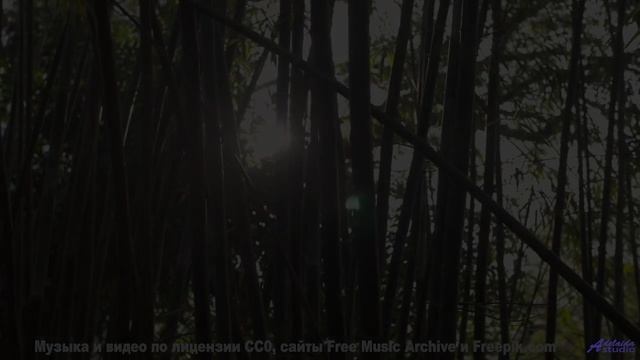Музыка заставляет забыть обо всём вокруг - Pajaros (XLIX) -- opo -- Estudios Indigeniformes