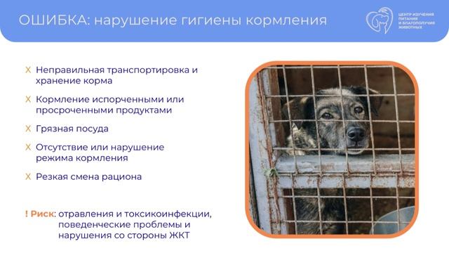 Распространенные ошибки в кормлении собак и кошек в приютах