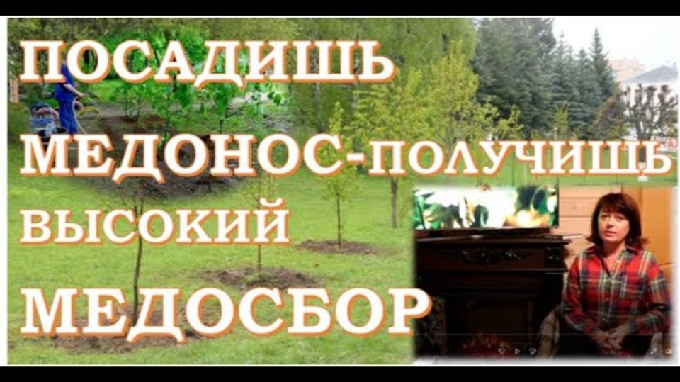 Обращение к пчеловодам: высаживаем медоносные растения