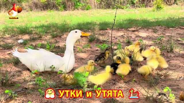 Утки с Утятами гармония во дворе 🦆🤗❣️(15)