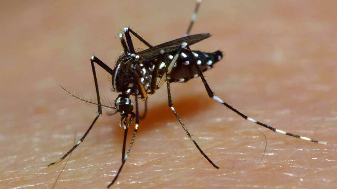 На Шри-Ланке зафиксирована крупнейшая за 20 лет вспышка лихорадки чикунгунья