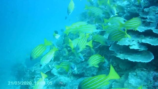 Thailand, School of fish