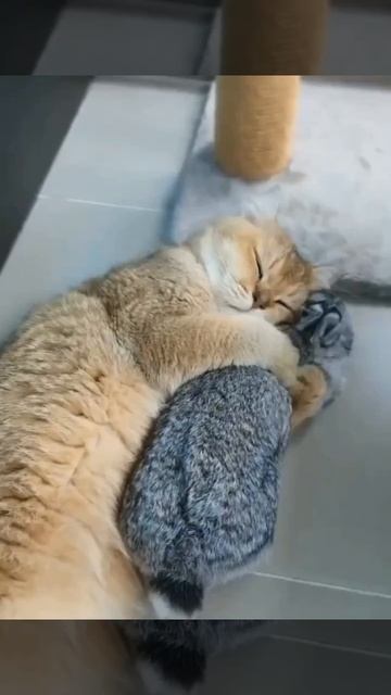 Ладно, давайте кролика😍