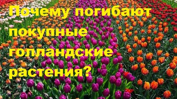 Почему погибают покупные голландские растения?