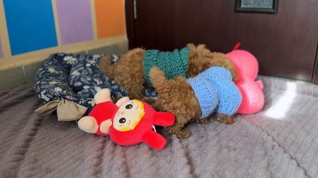 Малыши ищут дом