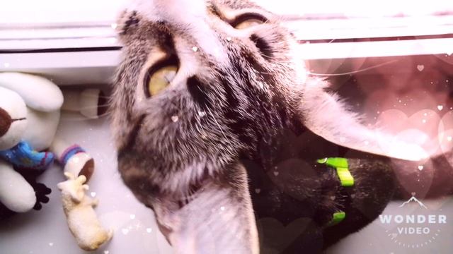 🕊️Манюшик любит игрушки🐈🦋🐾😉😁👍🦚🐁❤️