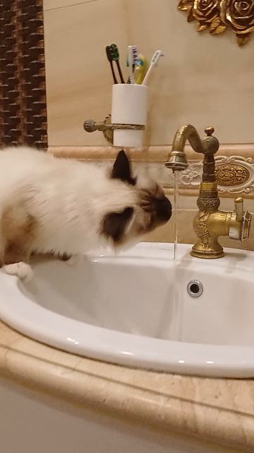 Анжелина лакает воду из крана