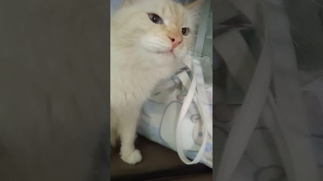 Перчик, Боб, Кузя.