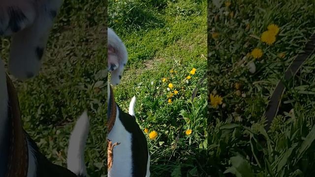 Белый Бим #Шереметьевский приют