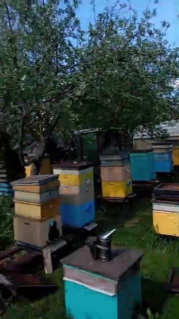 Пчёлы понесли нектар,май 2025