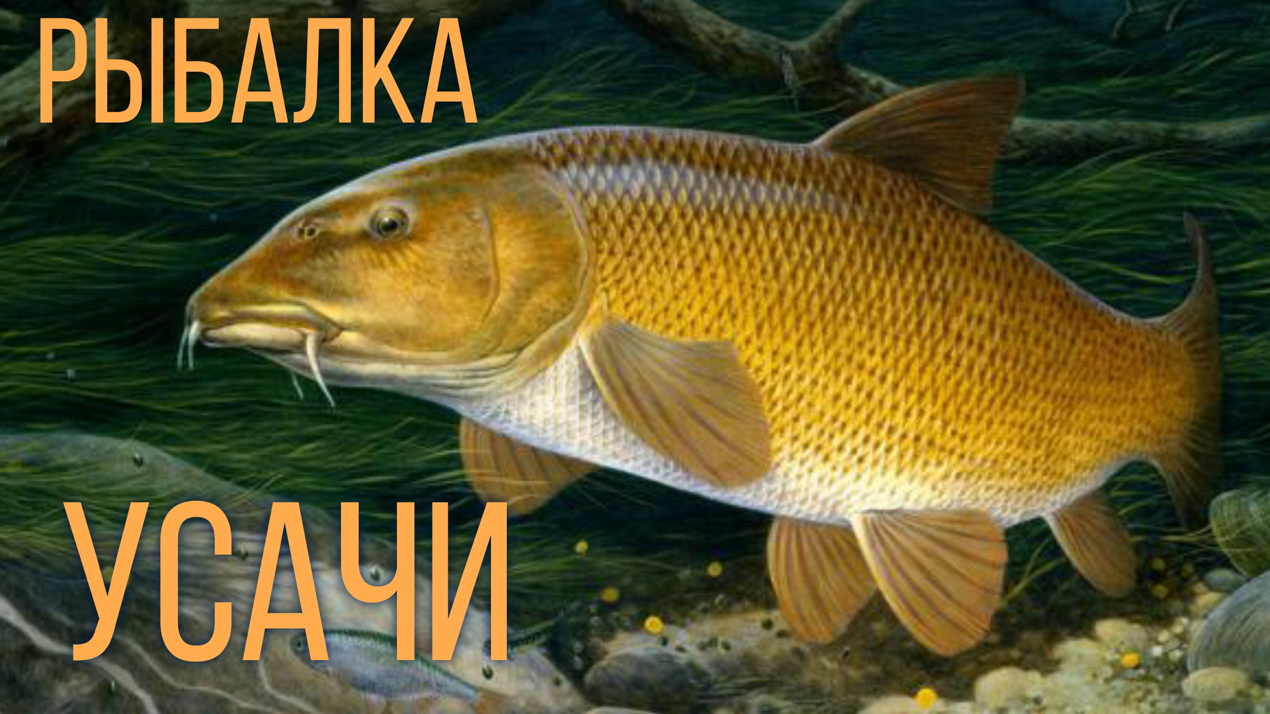 УСАЧИ _ рыбалка на речке