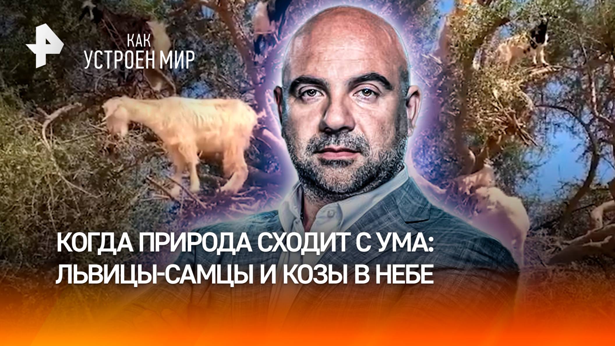 “Парящие” козы и львицы-”феминистки”. Как в Марокко обманывают туристов? / “Как устроен мир”