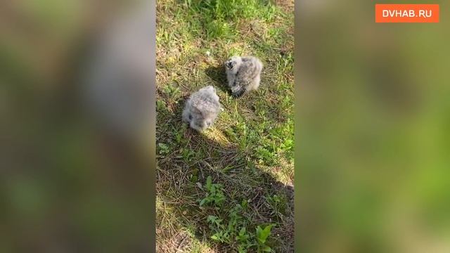 Брошенных совят нашли в лесу неравнодушные люди