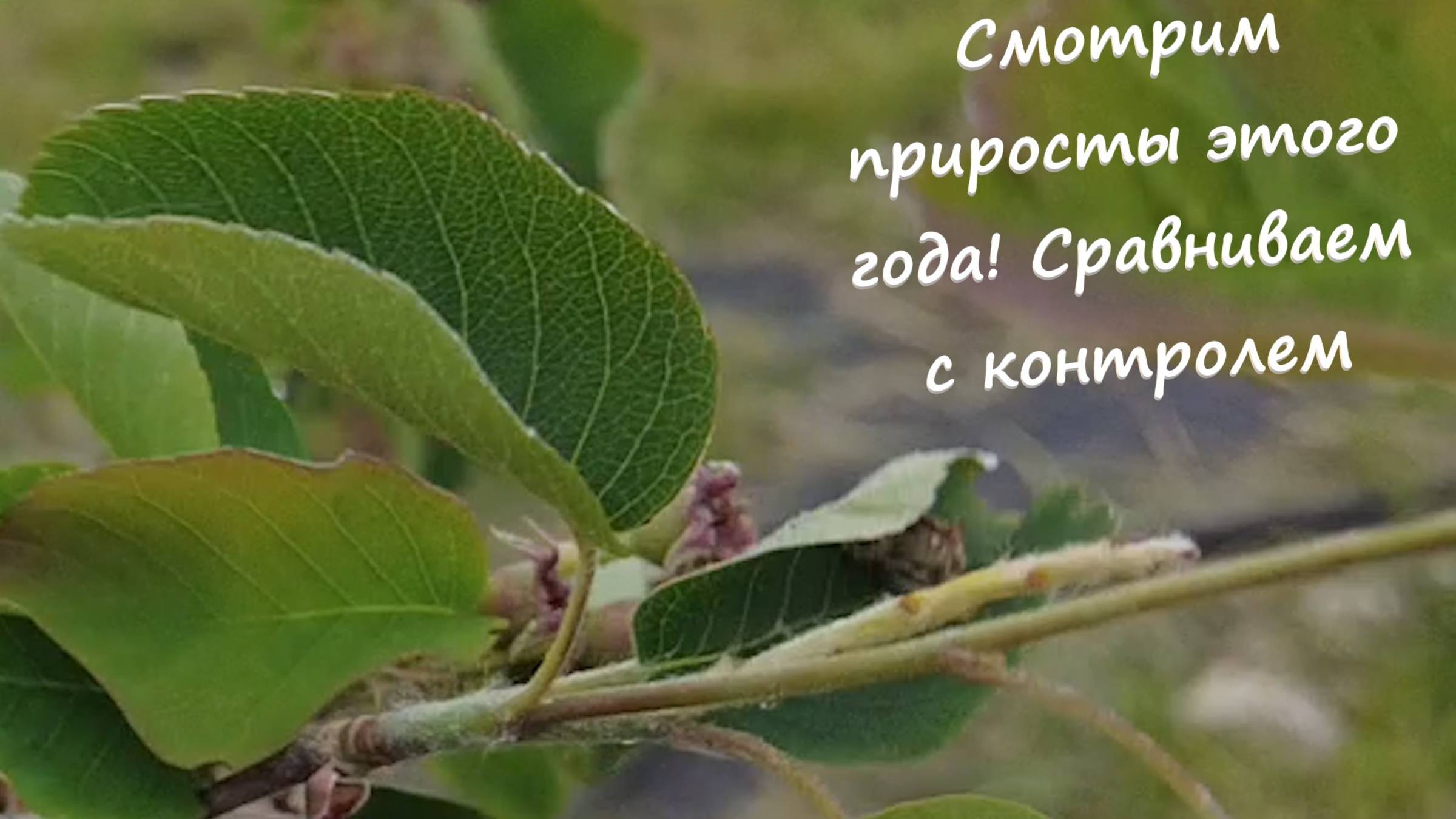 Когда и как лутше удобрять Сад  Ольхолистной Ирги.  Три варианта сравниваем с Контролем