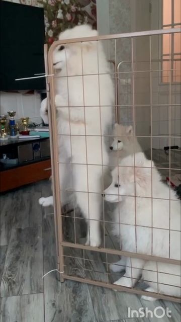 побег #самоед