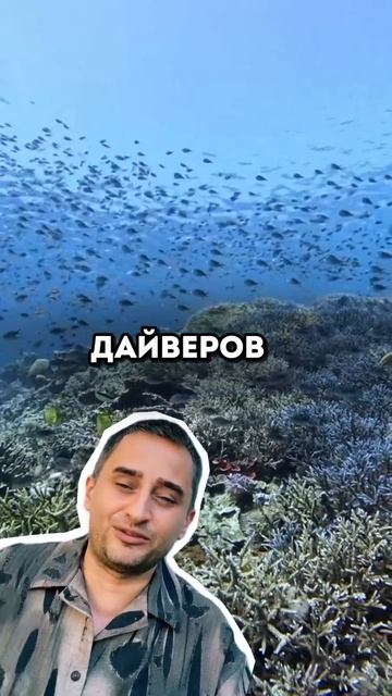 Снорклинг на острова… ну просто мечта ✨  Пишите «ПРАЙС», вышлем прайс-лист таких экскурсий 🙌🏼  🤗