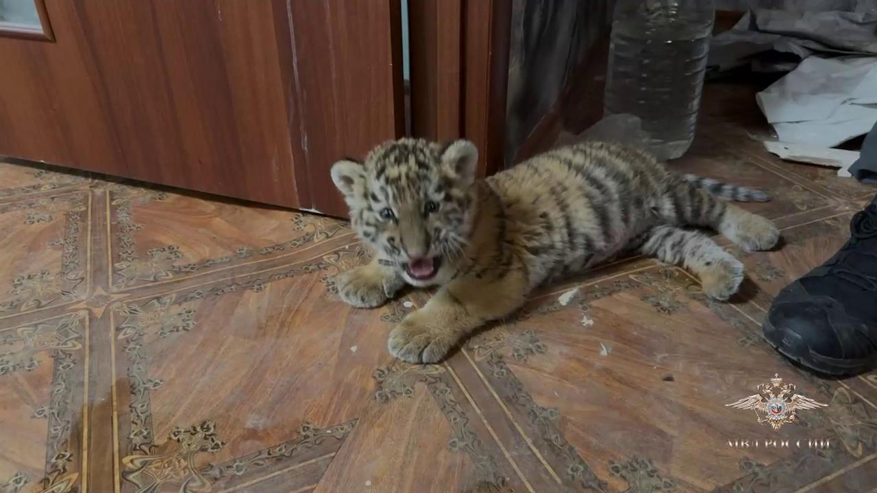Амурского тигренка изъяли у нелегального торговца в ЛНР: видео