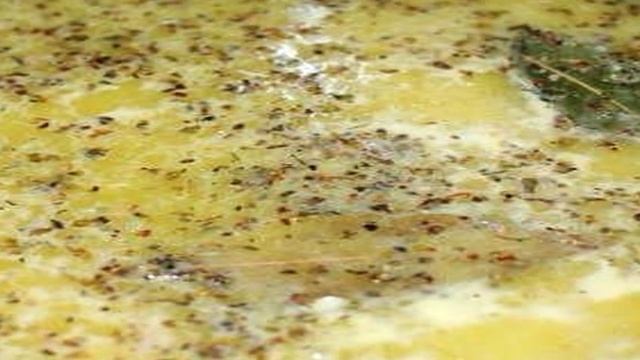 Филе пангасиуса в соусе