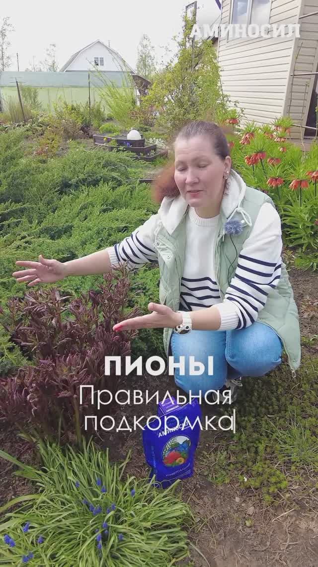 🌸 Что обязательно сделать с пионами в мае