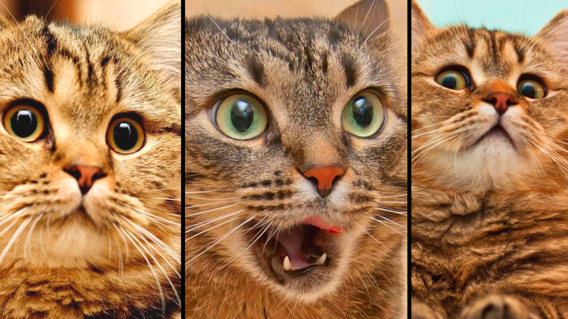🔥 Лучшие Моменты с Домашними Питомцами! ☺️ Самые смешные животные 😾 Приколы с котами и собаками 20