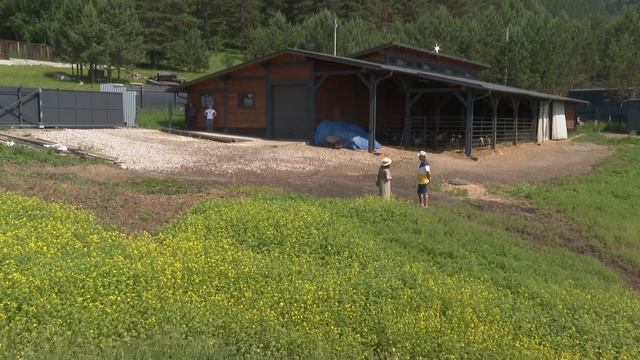 Нубийские козы и сыр.  Горожанин занялся сельским хозя
