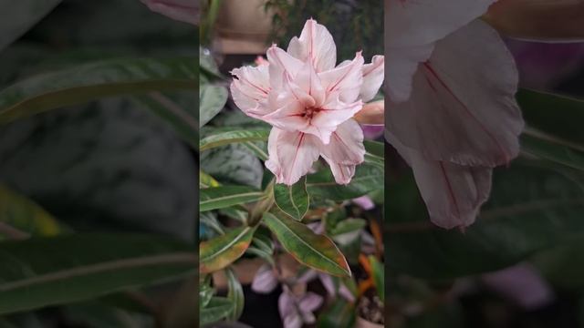 Адениум и его друзья суккуленты)