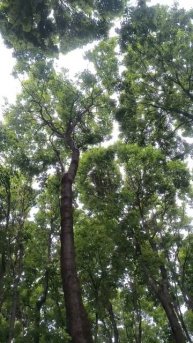 Деревья в парке